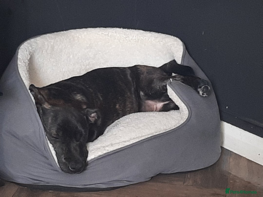 Mixed Breed dogs for sale: Staffi  - Image 3