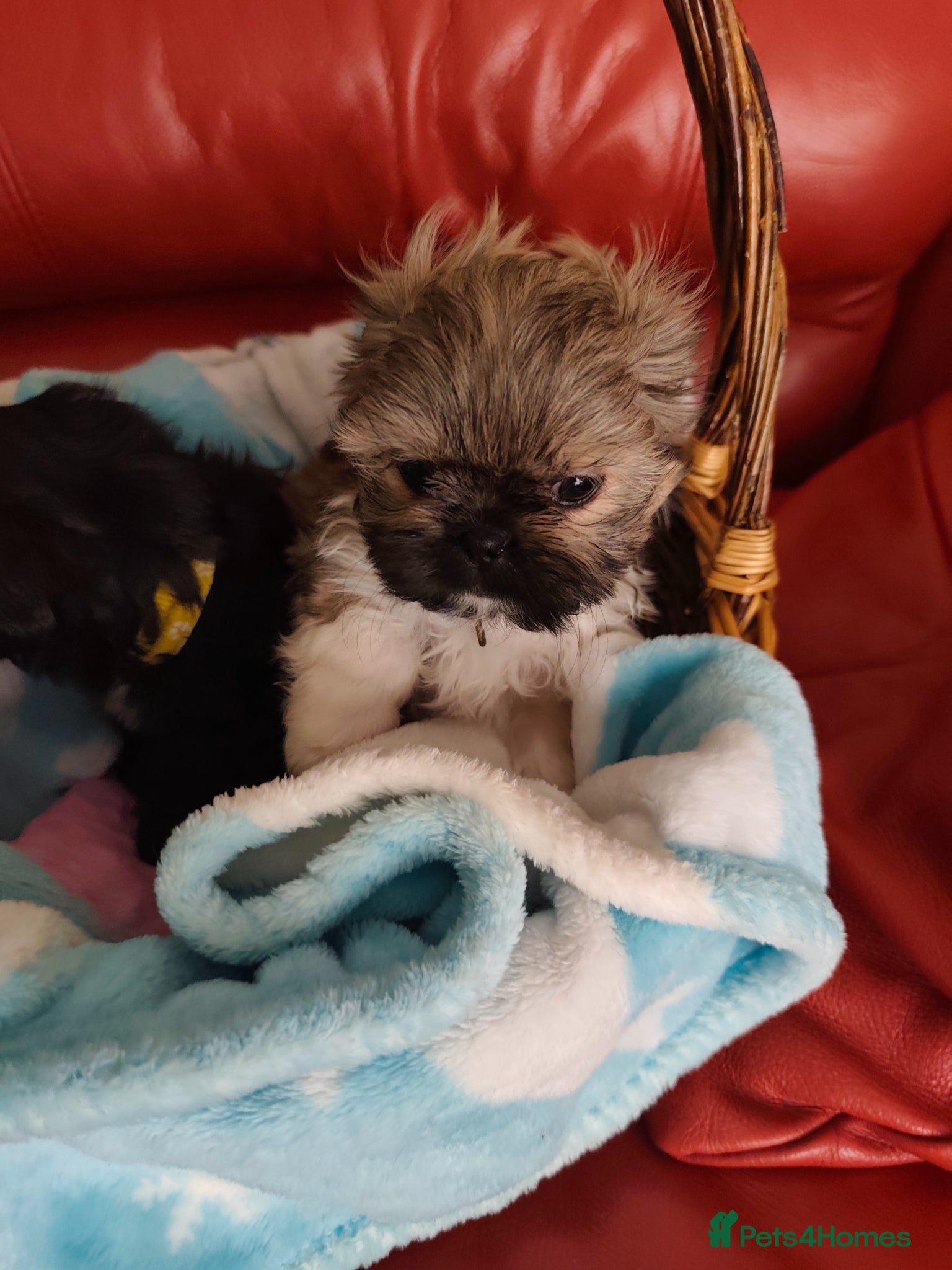 Shih Tzu dogs  Ready Now !!! Shih tzu puppy last boy left - Advert 2