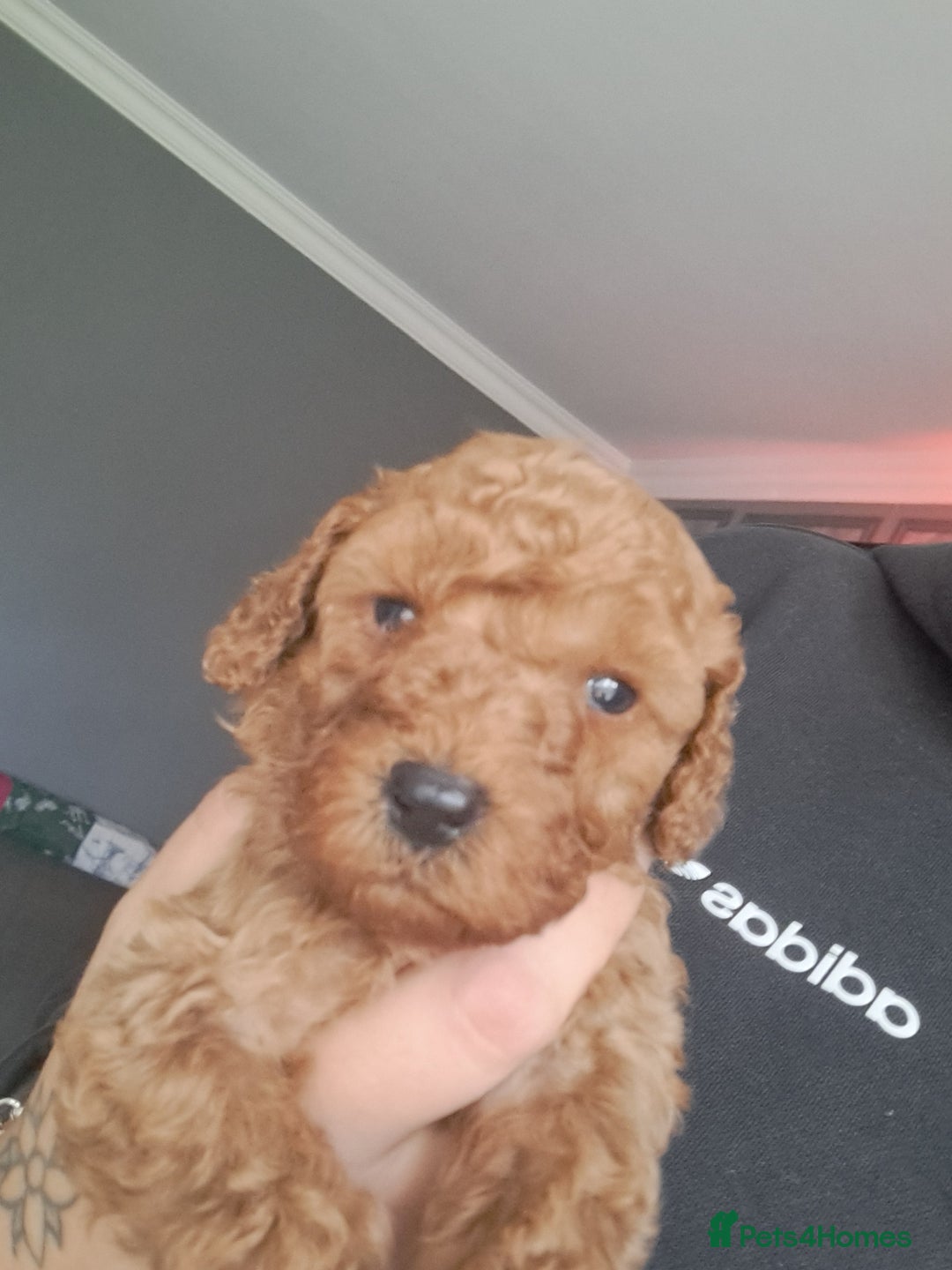 Cockapoo dogs for sale: 2 beautiful toy cockapoos  - Image 7