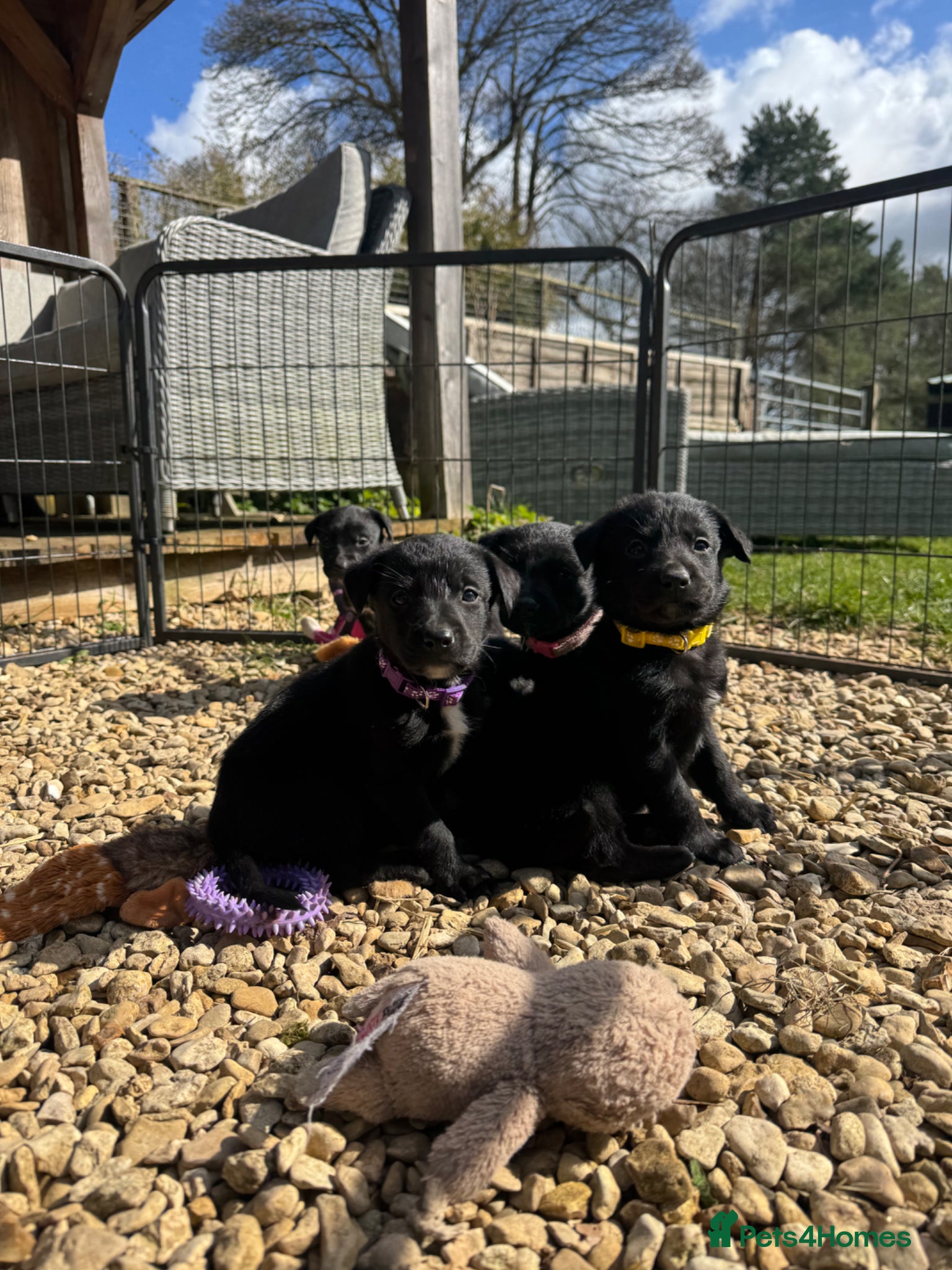 Borador dogs Beautiful Collie Cross Labrador Puppies  - Advert 2