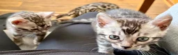 Bengal cats for sale: UPDATE 3 Gorgeous Bengal Kittens ready to reserve - Advert 6