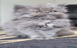 Persian cats for sale: Beautiful persian kittens  - Image 15