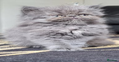 Persian cats - Advert 11
