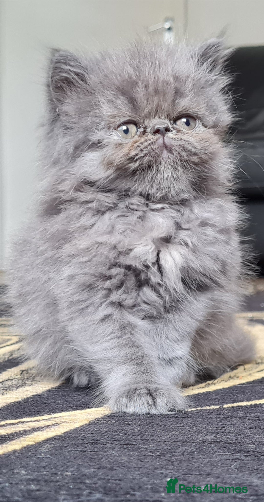 Persian cats for sale: Beautiful persian kittens  - Image 15