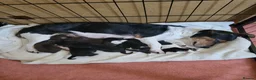 Jack Russell dogs for sale: Jack russle pups  - Advert 11