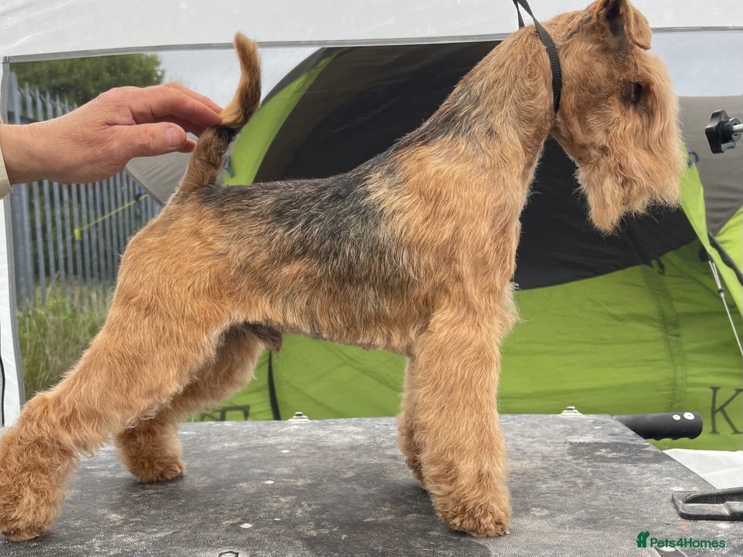 Lakeland Terrier dogs for sale: Stunning Lakeland Terrier Male  Puppies  - Advert 8