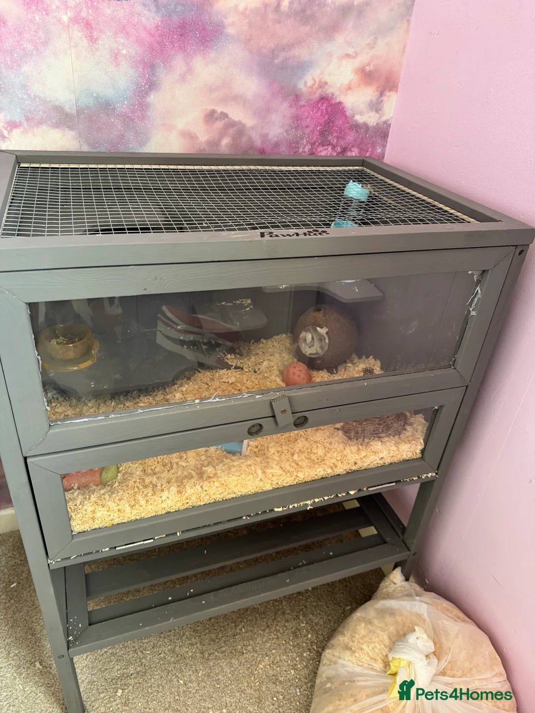 Hamster rodents for sale: Dwarf hamsters to be rehomed - Advert 1