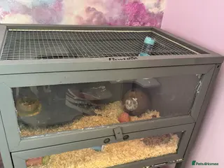 Hamster rodents Dwarf hamsters to be rehomed - Advert 1