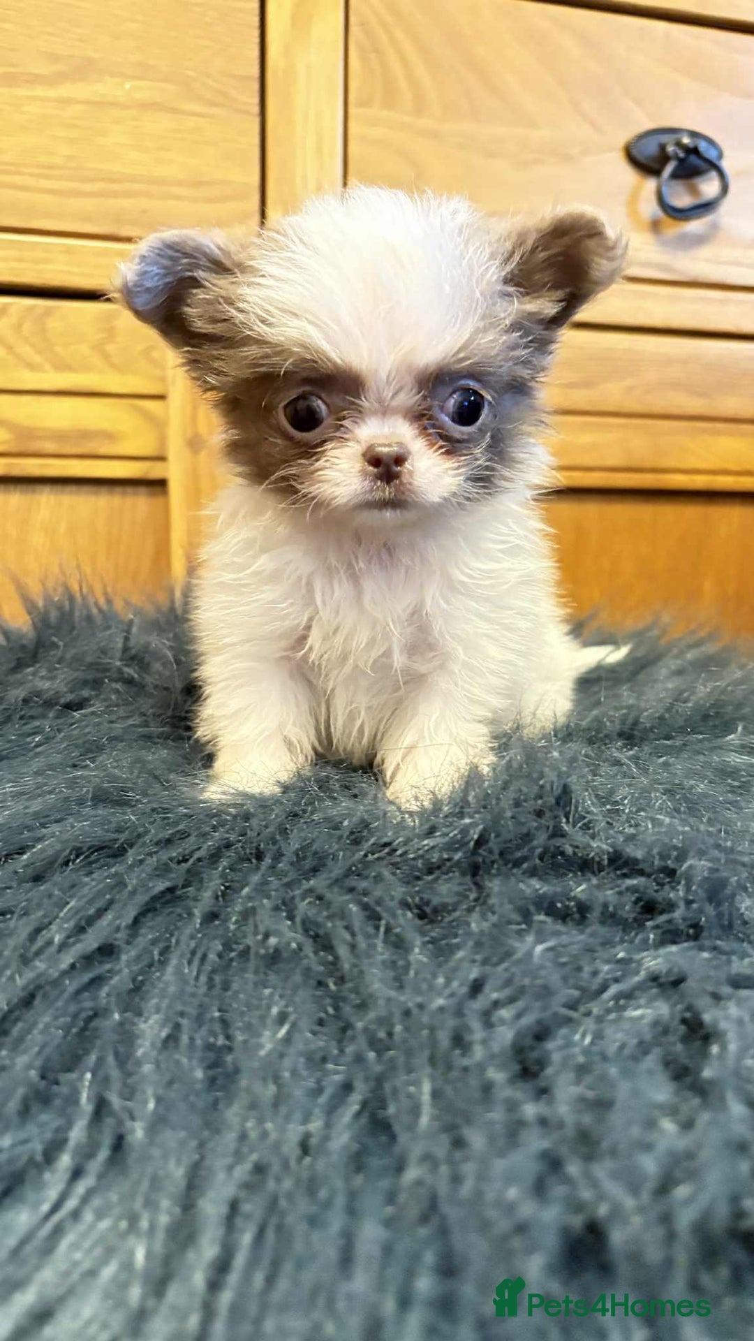 Chihuahua dogs for sale: Chihuahua     REDUCED!!!!!!!!! - Advert 2