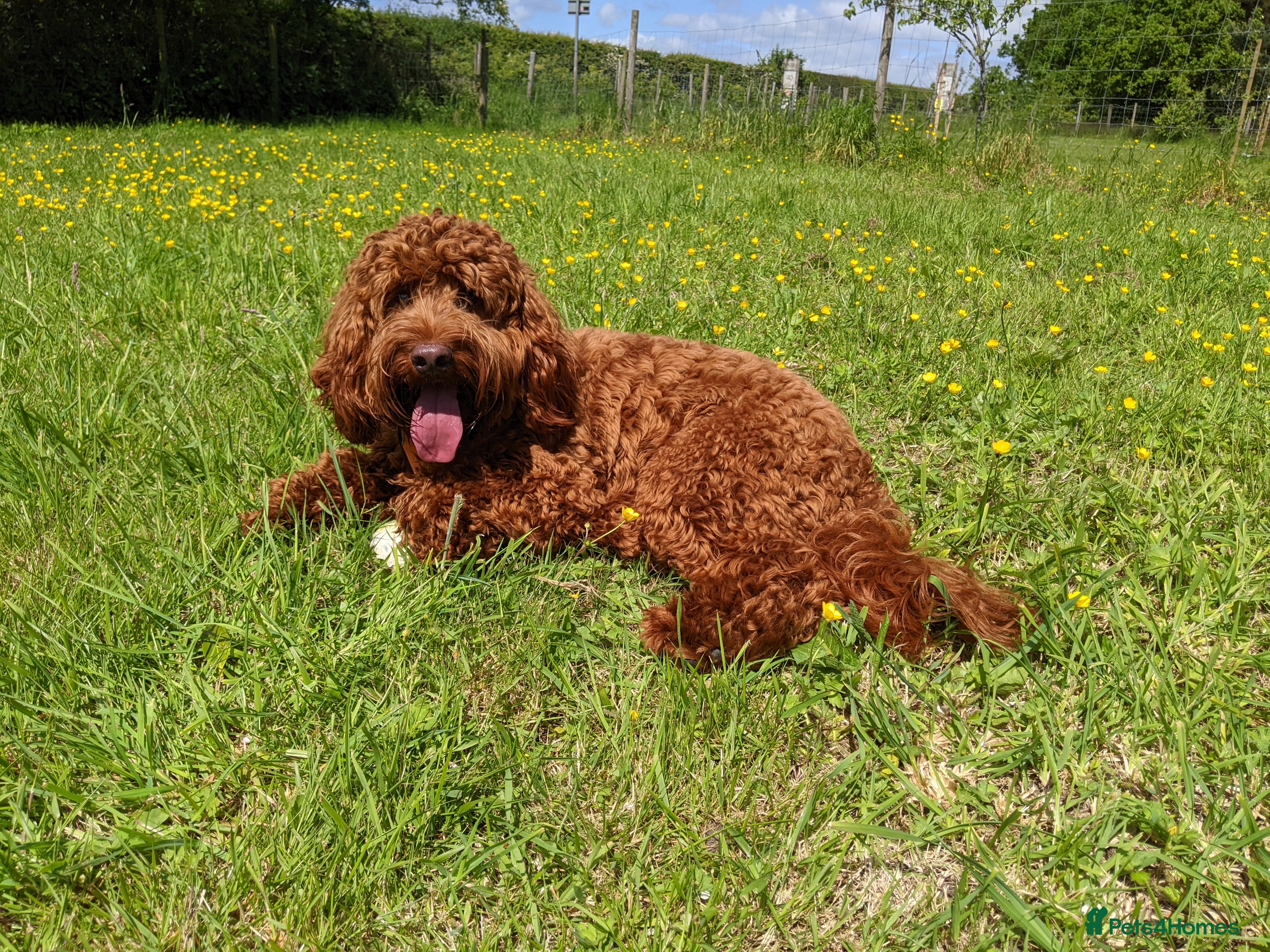 Cockapoo dogs Intense red DNA tested Stunning Cockapoo - Advert 1