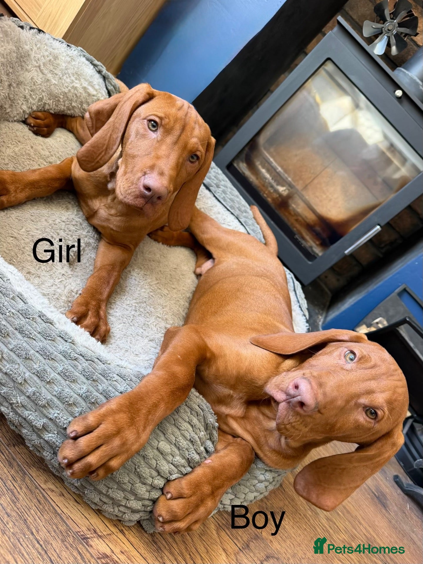 Hungarian Vizsla dogs Legally Docked KC Hungarian Vizsla Pups - Advert 1