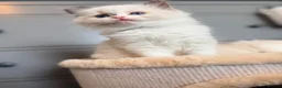 Ragdoll cats for sale: TICA REGISTERED CHAMP LINE EU RAGDOLLS✨️🏆 🩷 - Advert 20