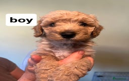 Poochon dogs for sale: 5 beautiful fluffy poochon puppies for sale - Image 4