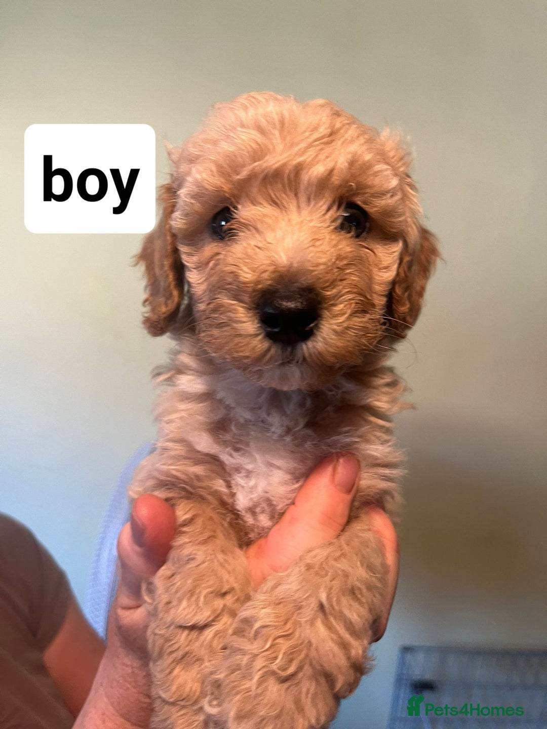 Poochon dogs for sale: 5 beautiful fluffy poochon puppies for sale - Image 4