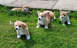 Welsh Corgi Pembroke dogs for sale: Fully vaccinated beautiful corgis - Image 4