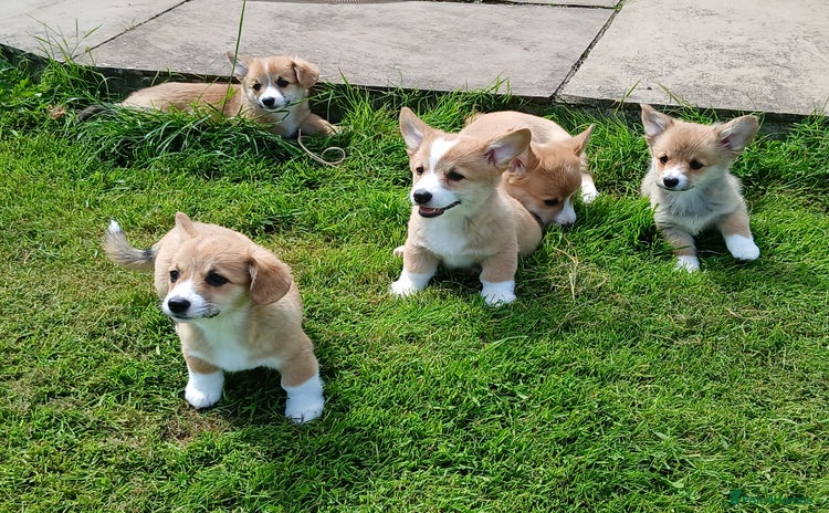 Welsh Corgi Pembroke dogs - Advert 2