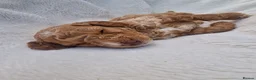 Cockapoo dogs for sale: Rare litter of F1BB cockapoos all hypoallergenic  in Middlesbrough - Advert 24