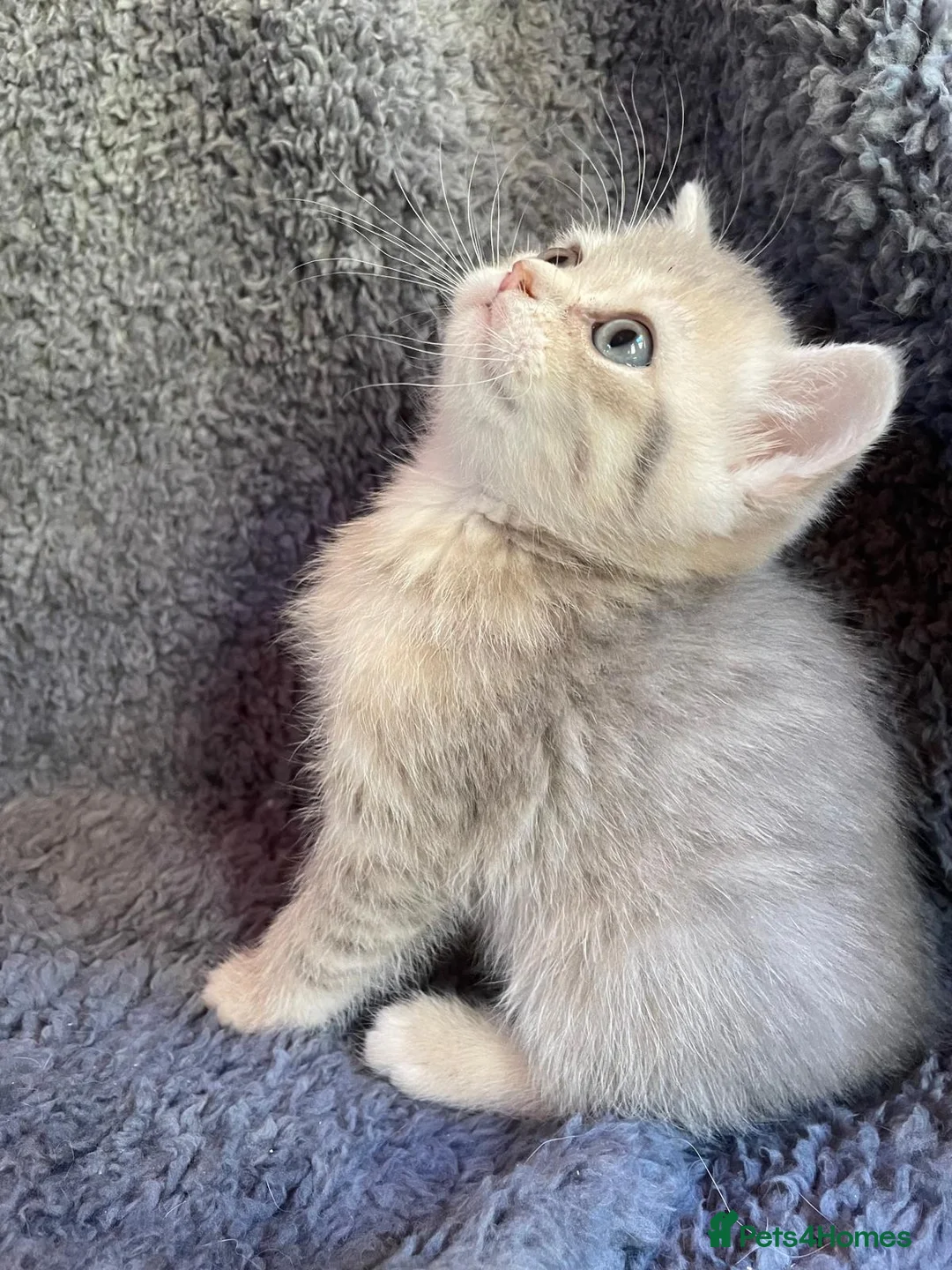 British Shorthair cats for sale: Older rare goldens n c/points 🐱   in Ashton-under-Lyne - Advert 11