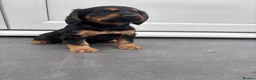 Cocker Spaniel dogs for sale: Stunning Litter Of Cocker Puppies for sale  in Penrith - Advert 2