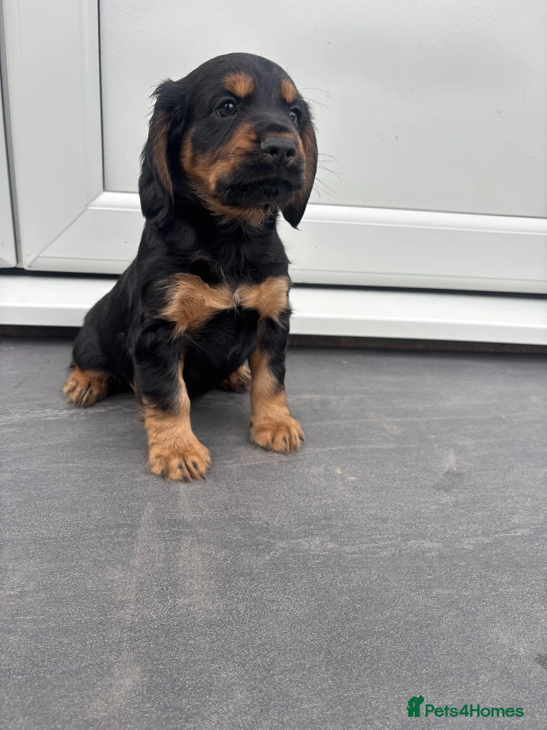 Cocker Spaniel dogs for sale: Stunning Litter Of Cocker Puppies for sale  in Penrith - Advert 2