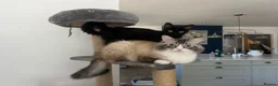 Ragcoon cats for sale: 🐾 Beautiful Maine Coon x Ragdoll kittens  - Advert 4