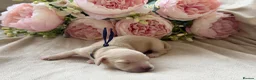 Miniature Dachshund dogs for sale: Cream long haired mini dachshund  in Maidstone - Advert 13
