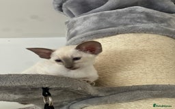 Siamese cats for sale: Lilac Siamese boy  - Image 2