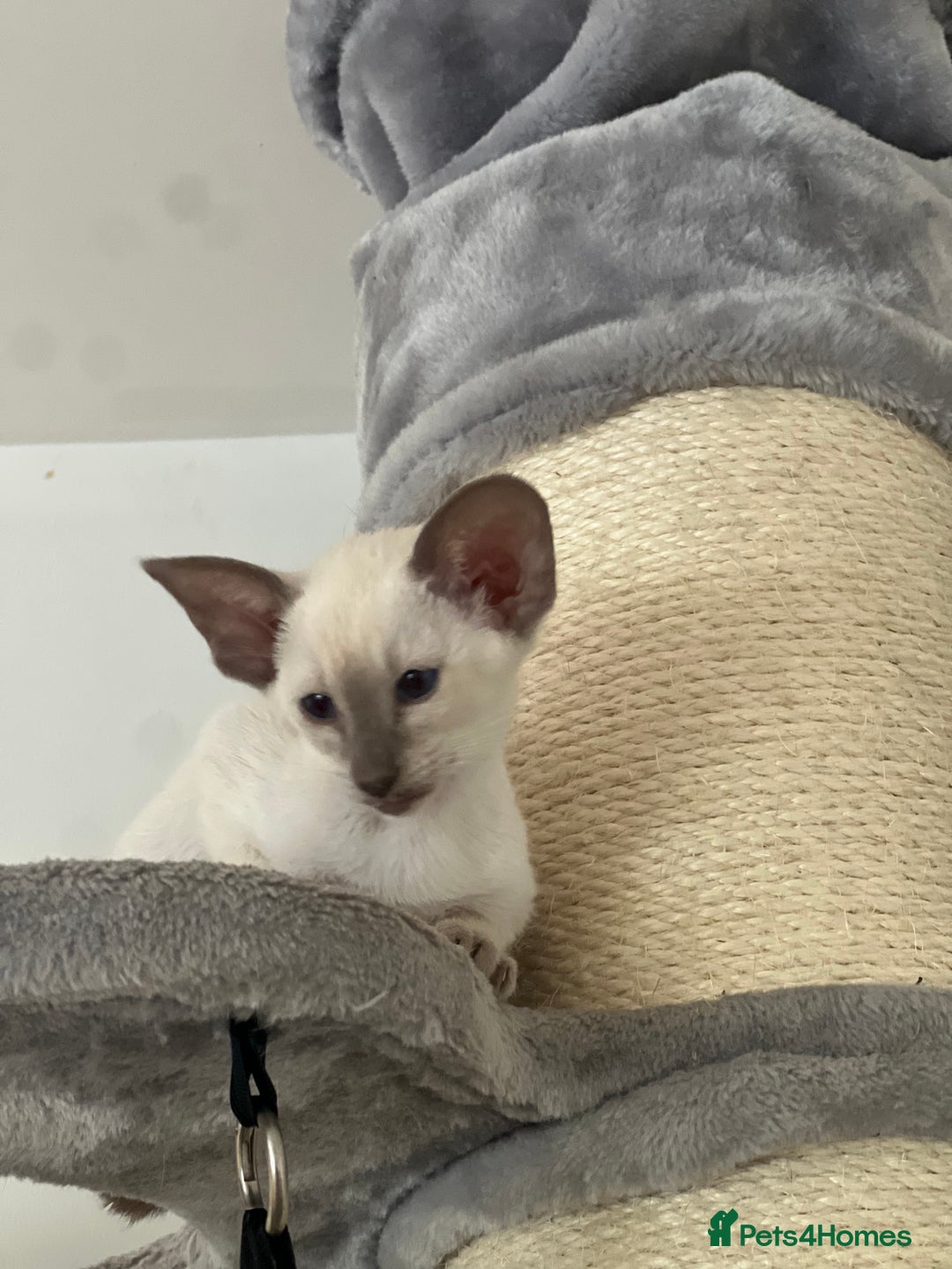 Siamese cats for sale: Lilac Siamese boy  - Image 2