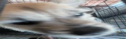 Border Terrier dogs for sale: Border terrier  - Advert 2