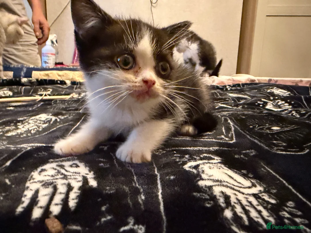 British Shorthair cats for sale: Kittens ready for a new home  - Advert 24