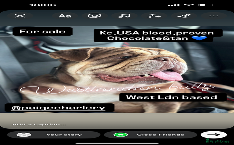 English Bulldog dogs - Advert 7