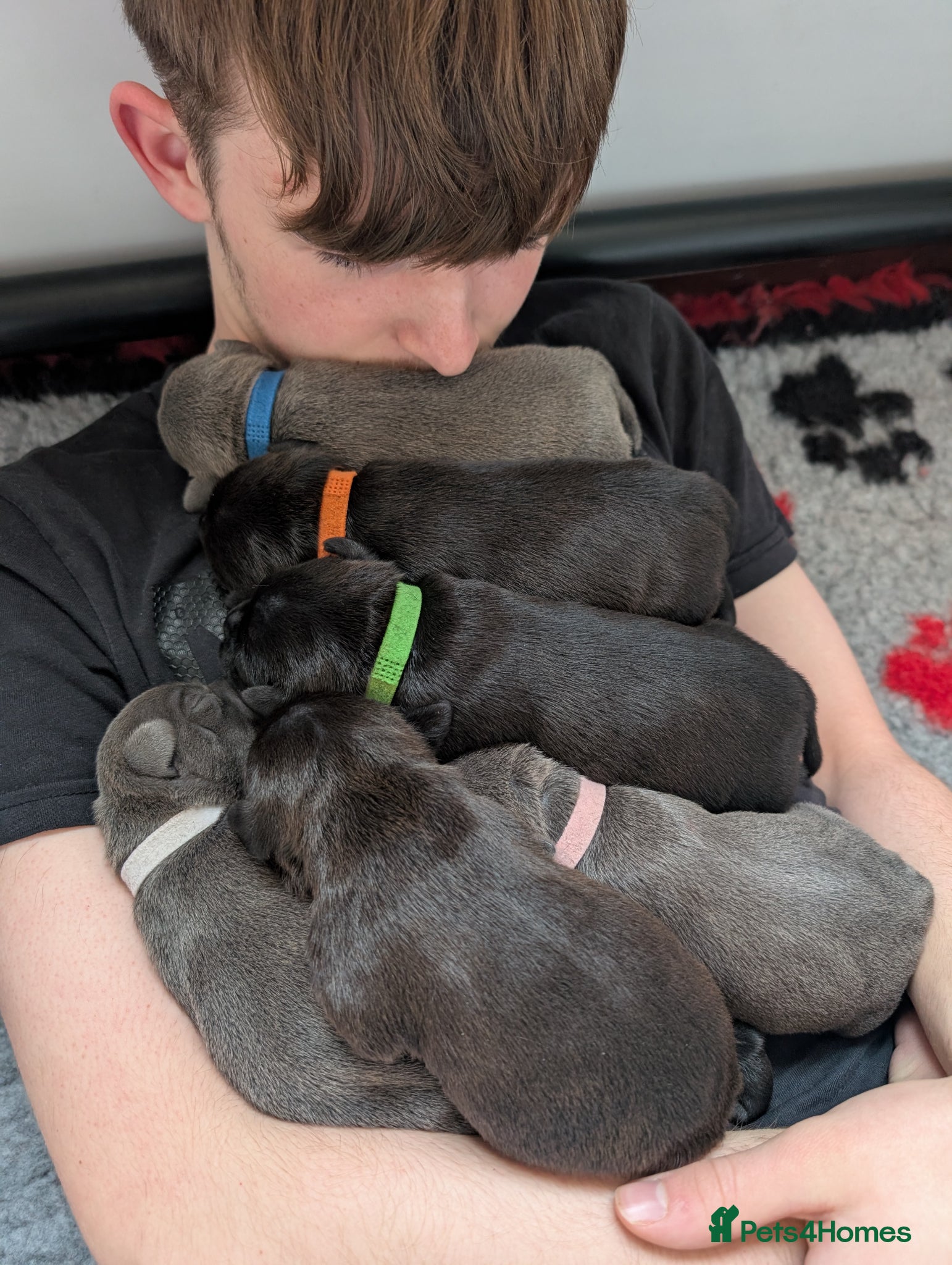 Staffordshire Bull Terrier dogs King Fury KCreg excellent pedigree blue/black pups - Advert 1