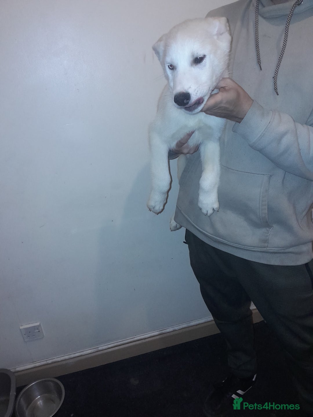 Siberian Husky dogs for sale: Husky Puppies Looking for Their Forever Homes!  - Image 4
