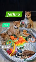 Japanese Shiba Inu dogs Gorgeous Shibas - Advert 1