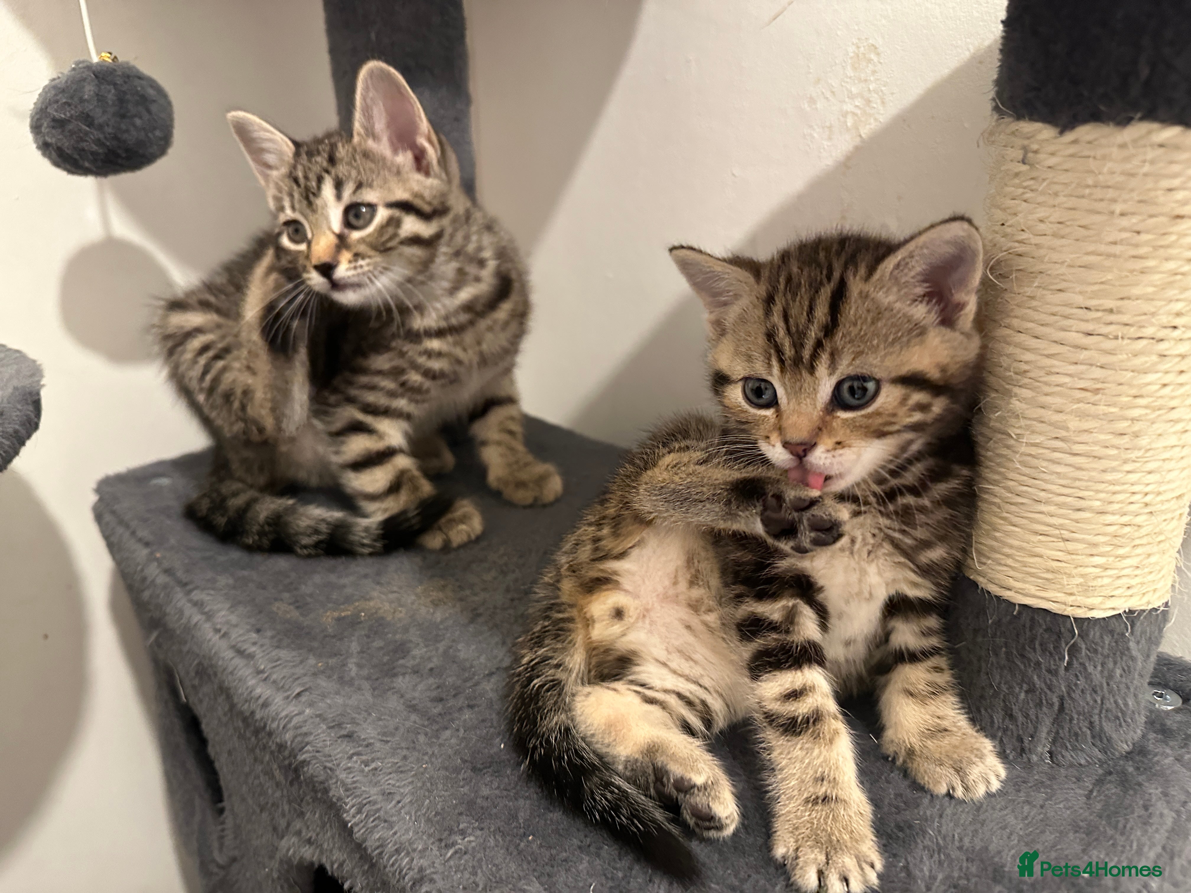 Bengal cats 2 beautiful bengal mix kittens now available !!!! - Advert 1