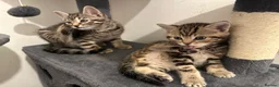 Bengal cats for sale: 2 beautiful bengal mix kittens now available !!!! in London - Advert 1