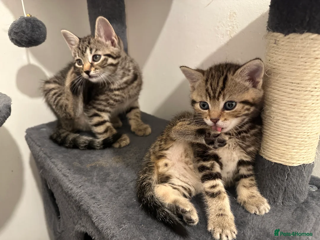 Bengal cats for sale: 2 beautiful bengal mix kittens now available !!!! in London - Advert 1
