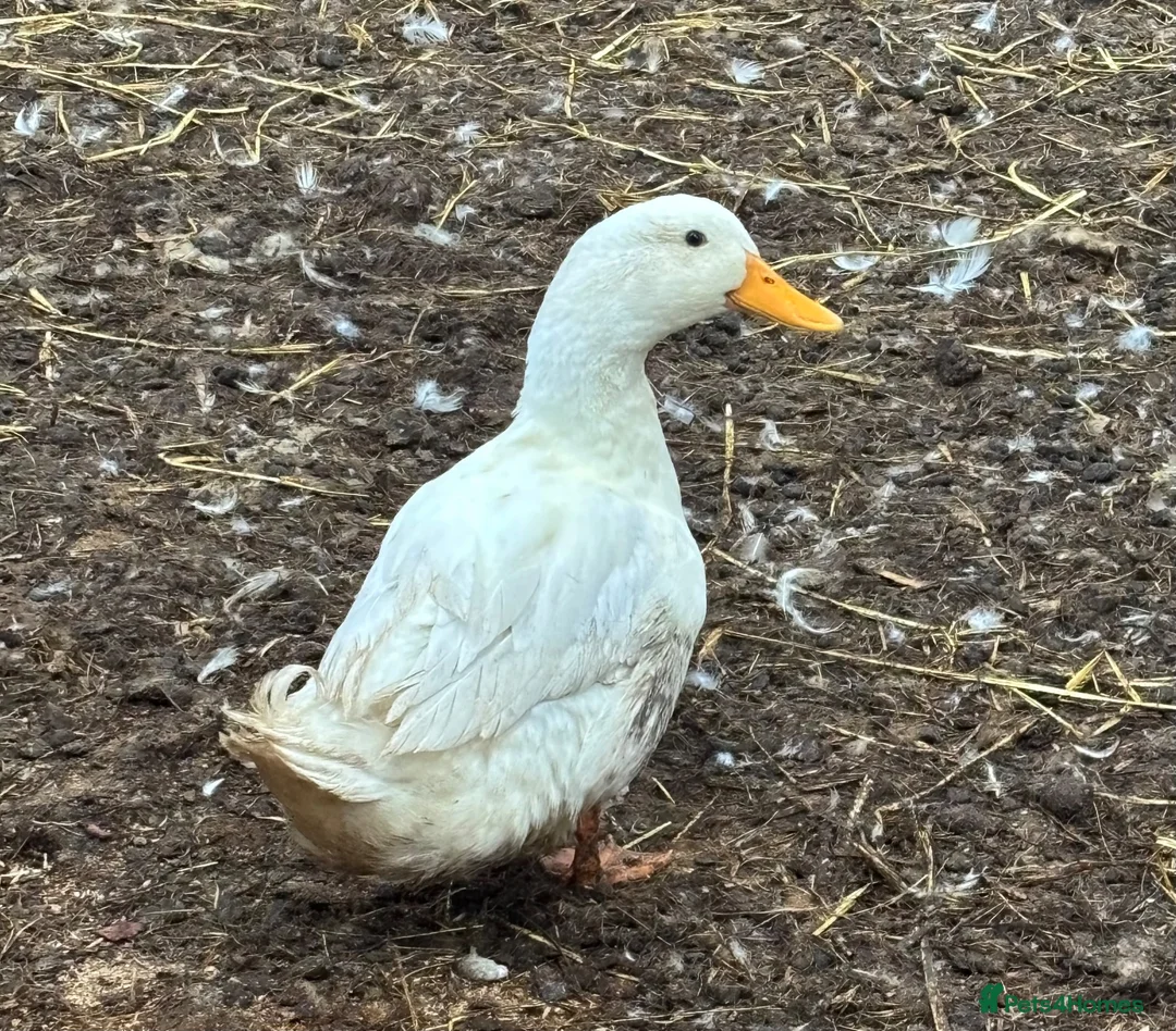 Ducks poultry for sale: WHITE CAMPBELL DRAKES in Carnforth - Advert 2
