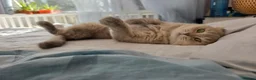 Scottish Fold cats for sale: Scottish fold - Advert 5