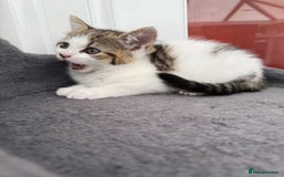 Norwegian Forest Cat cats for sale: Last beautiful girl  - Image 3