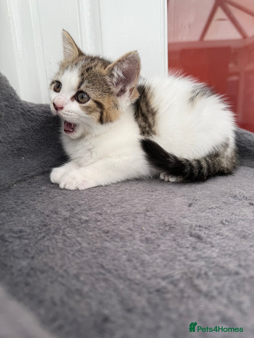 Norwegian Forest Cat cats for sale: Last beautiful girl  - Image 3