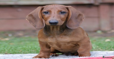 Dachshund dogs in Boston - Advert 7