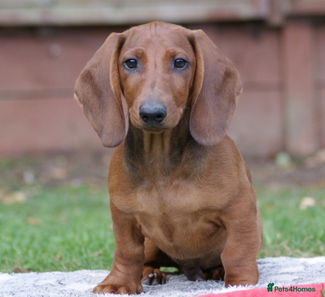 Dachshund dogs for sale: Dachshund Standard Smooth Haired in Boston - Image 3
