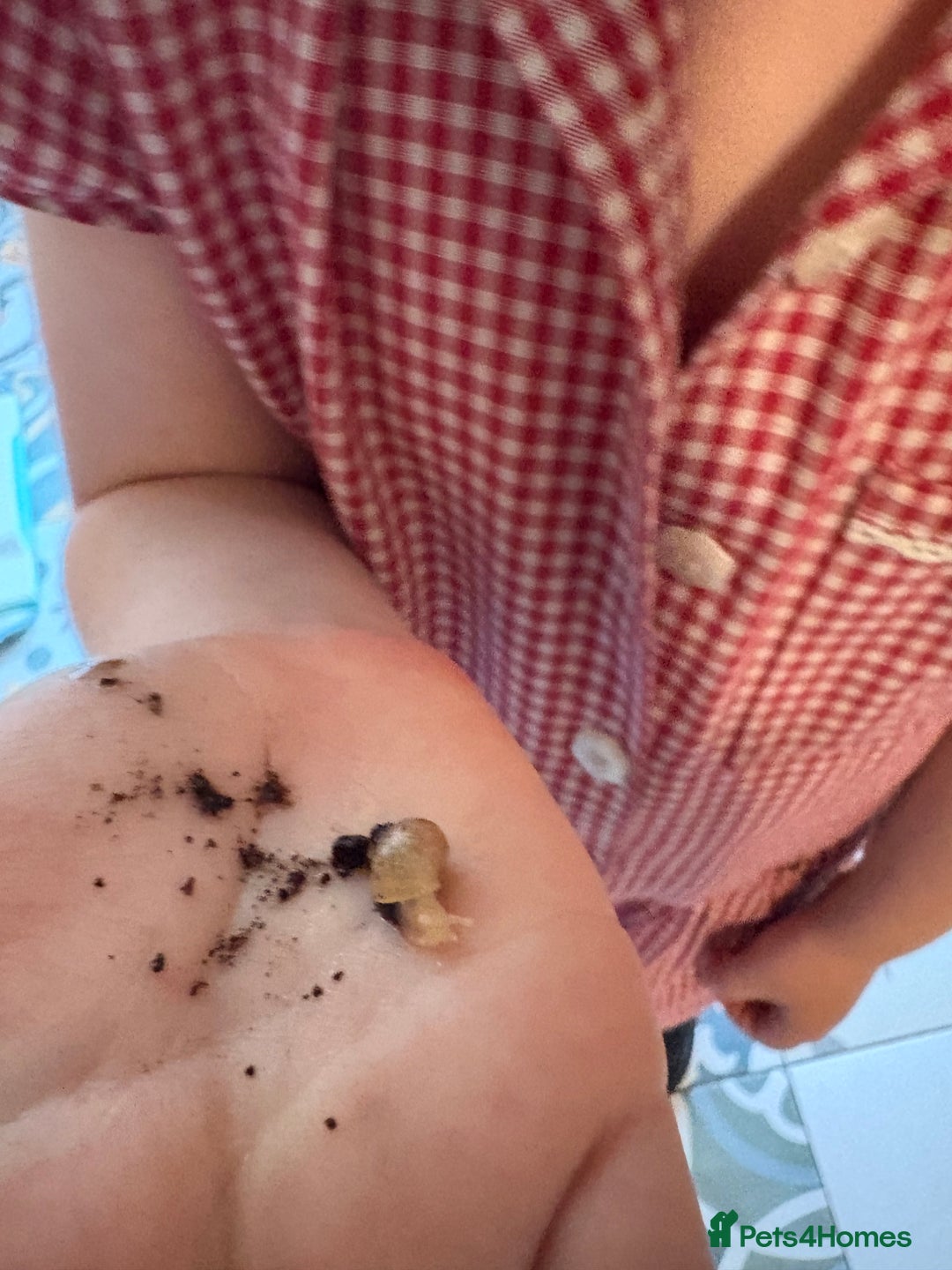 Snails invertebrates for sale: Baby giant African land snails  - Image 2