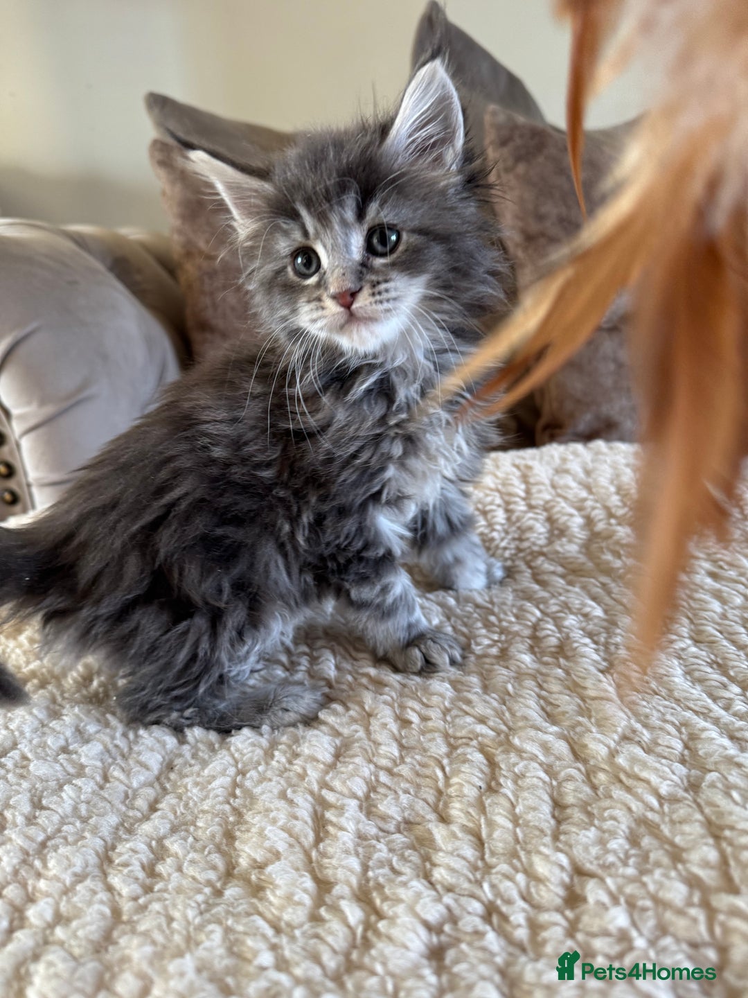 Maine Coon cats for sale: Stunning Maine coon kittens  - Advert 9