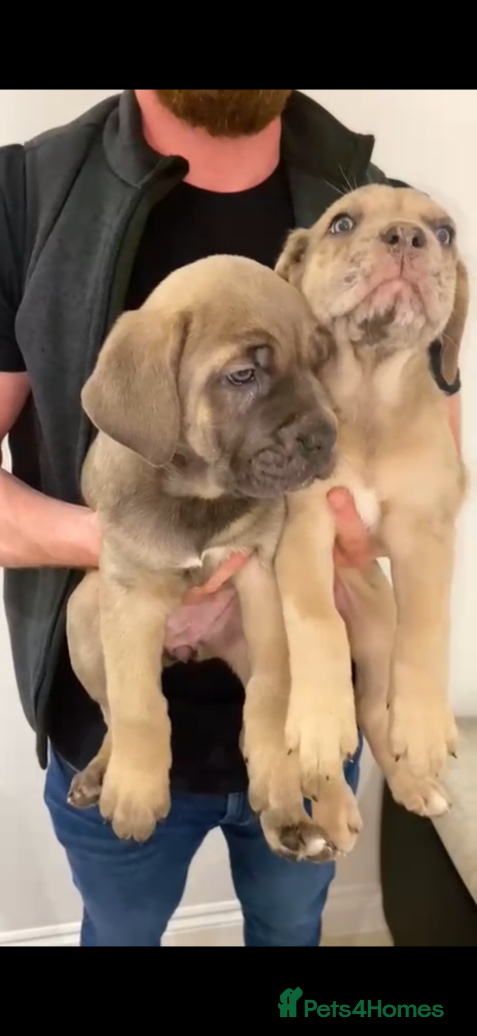 Mixed Breed dogs Puppies Ready to go!  - Advert 1