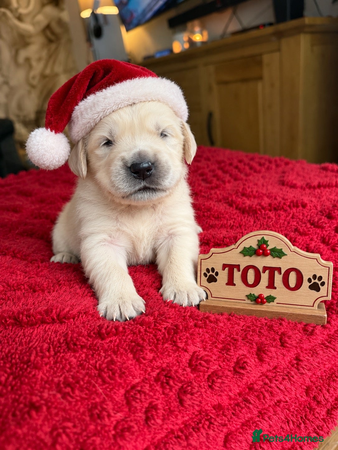 Golden Retriever dogs TOP QUALITY KC GOLDEN RETRIEVERS  - Advert 1