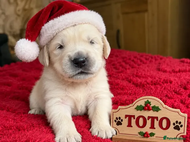 Golden Retriever dogs for sale: LAST BEAUTIFUL TWO BOYS (KC) - Advert 1
