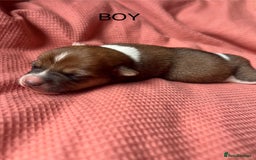 Jack Russell dogs for sale: ** Stunning Pure Miniature Jack Russell Pups ** - Image 8