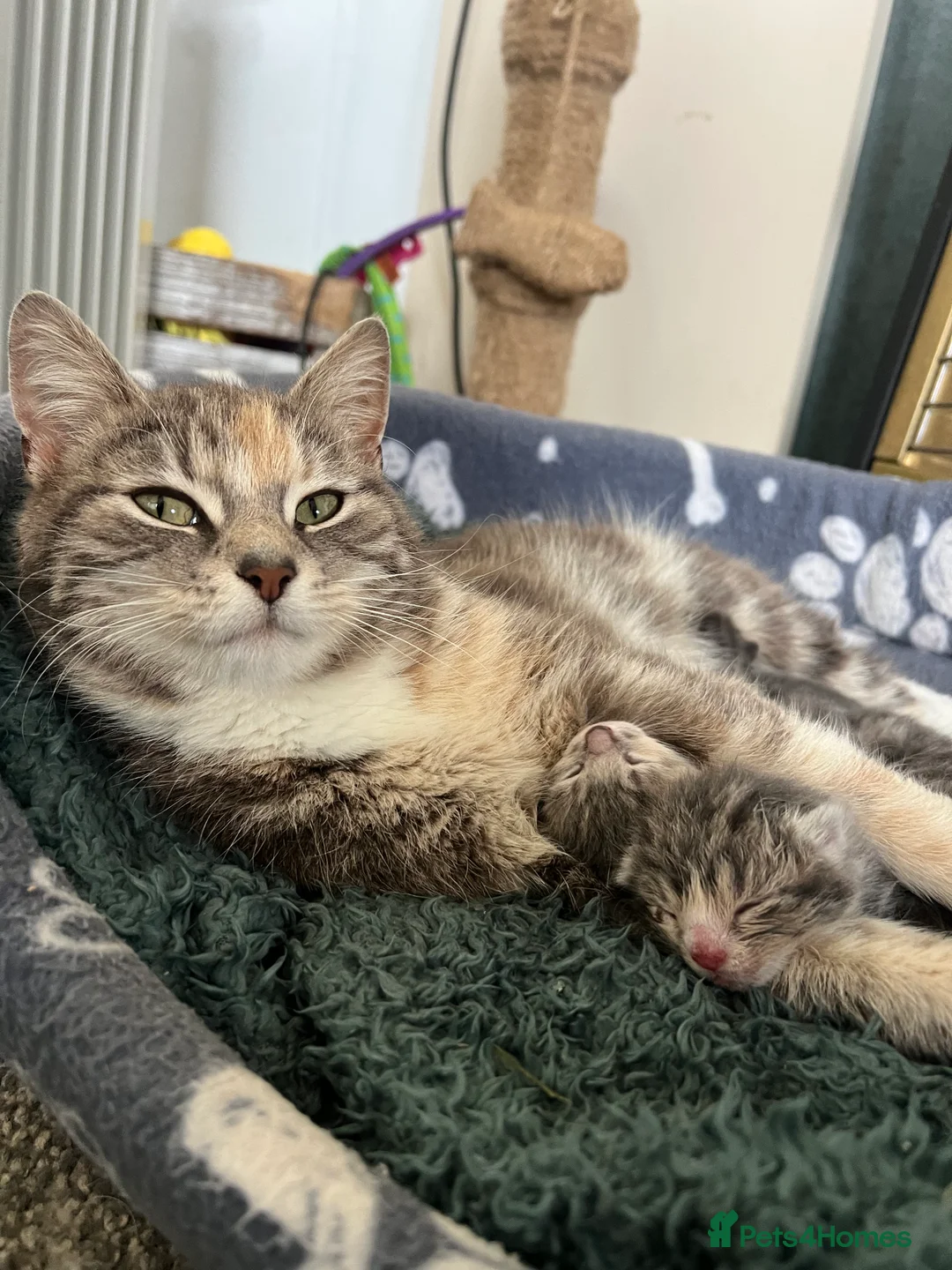 Mixed Breed cats for sale: Kittens looking for home - Advert 1
